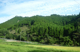 東河内株山共有林森林管理プロジェクト 対象森林