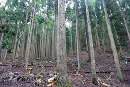 兵庫県養父市市有林森林管理プロジェクト 対象森林