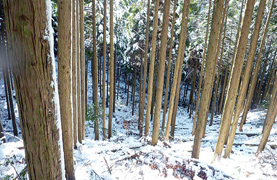 神戸市有野更生農業協同組合森林管理プロジェクト対象森林