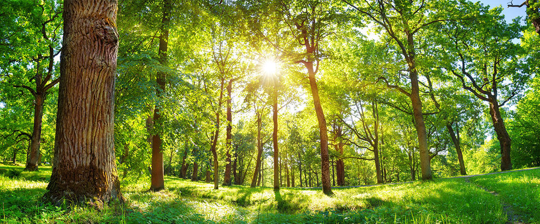 Environment