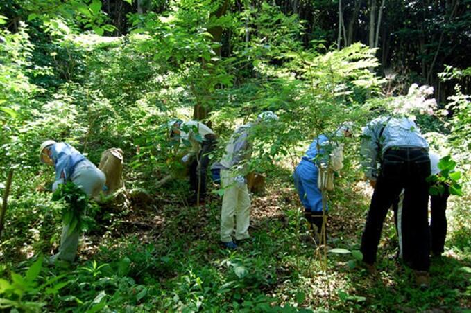 里山体験